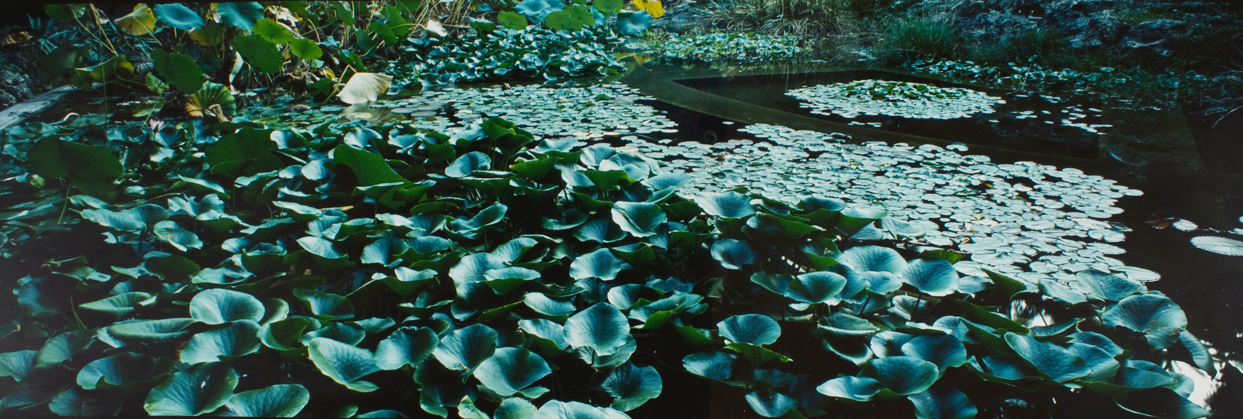 Lucien Clergue, Sicilian Botanic Garden, Palermo, 1988, chromogenic print, 12" x 32"